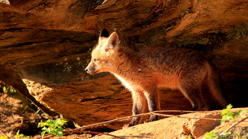 image of a fox in his den by brad adams